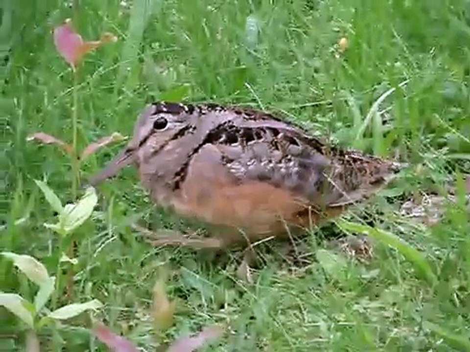 American Woodcock Dance