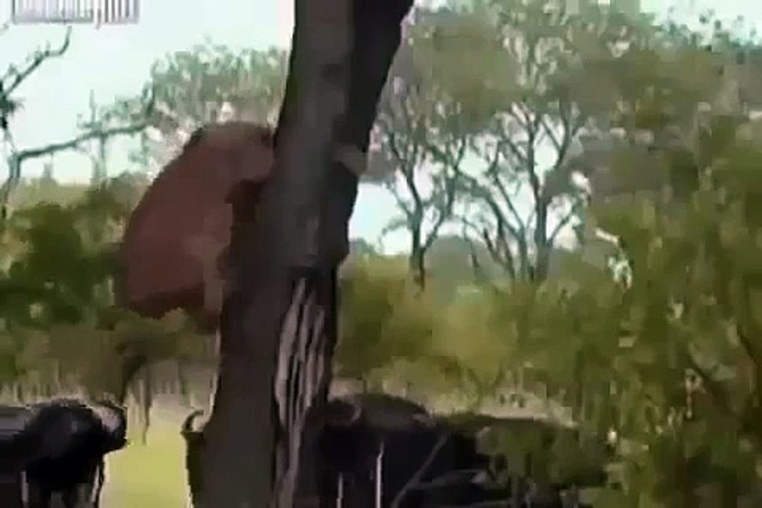 هجوم أسد على جاموس - Animals Wild Animals Buffalo Attack Lion lions tiger  dogs  leopards