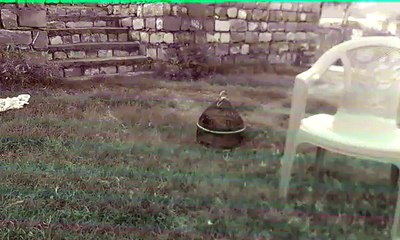 Black Francolin (Kala Teetar) Calling At Shah Allah Ditta, Islamabad, Pakistan!