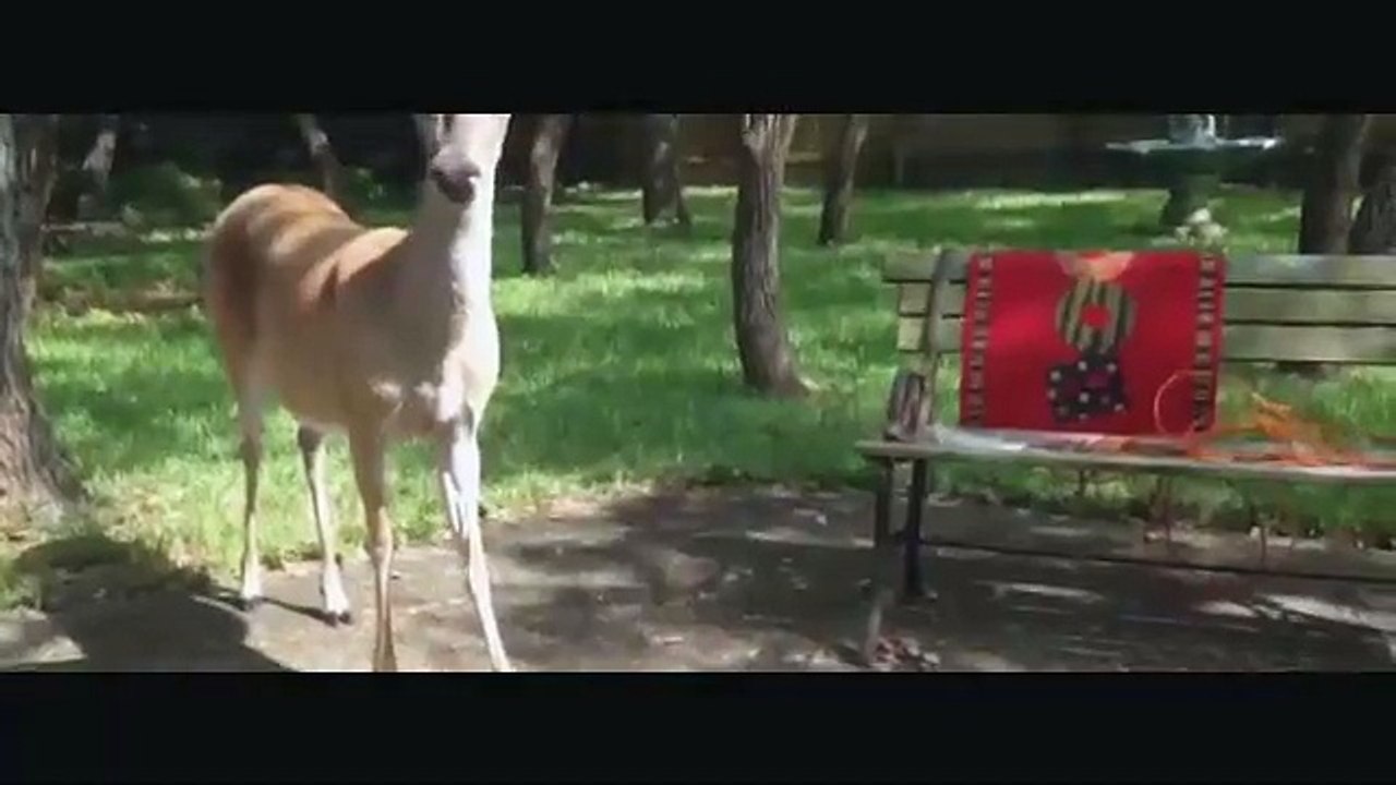 KURT KOVALAYAN GEYİK!