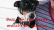 Buzz, Mini Fox Terrier - has been adopted!