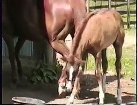 I LIKE THE WAY YOU MOVE! HORSE AND DOG - THRILLS AND SPILLS!