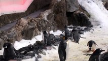 Penguins stole pebbles in Melbourne Aquarium