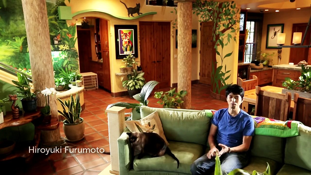 Cet homme transforme sa maison en paradis pour chat