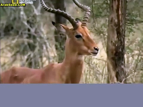 ناشيونال جيوغرافيك - قطيع الأسود‬‎ National Geographic - flock of lions ‬