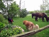 Dogs and Donkeys (Poitou) at Terra Tashi