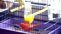 Canary bird building a nest red factor