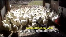 White Silkie Bantam Bearded Chicken Breed (Breeder Flock)