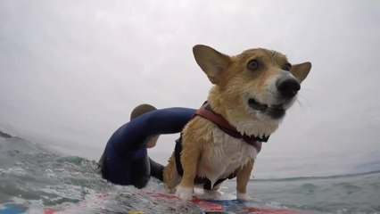 Up-close footage of surfing Corgi!