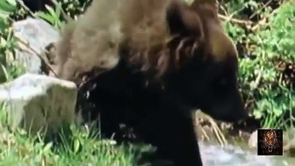 Lion vs Bear Fight - Animal Face Off # HD