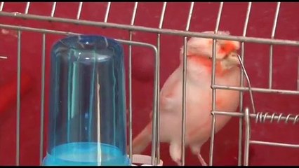 Le Festival des oiseaux d'ornement 14-12-2013