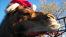 Christmas Camel wishes you a Merry Christmas
