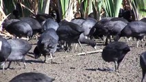 The Coots of Herdsman Lake