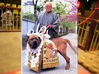 Tosa Inu, Guard & Fighter