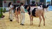 Dairy Calf Showmanship @2015 UK Dairy Expo.Sony A7S