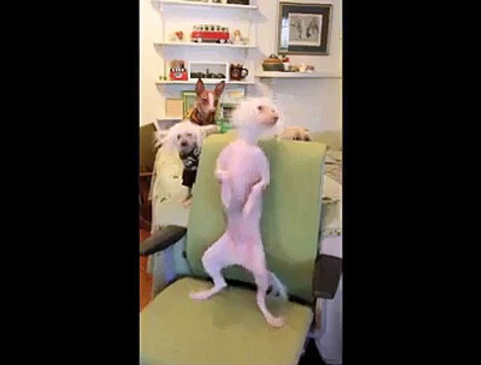(2) Funniest Short Videos_2 dog dance