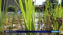 Les piscines naturelles en plein essor