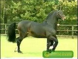 Calypso II- Holsteiner Stallion