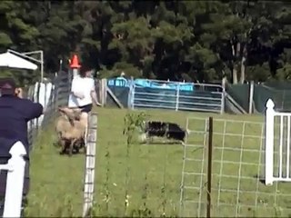 Devon Earns Her PT Herding Title