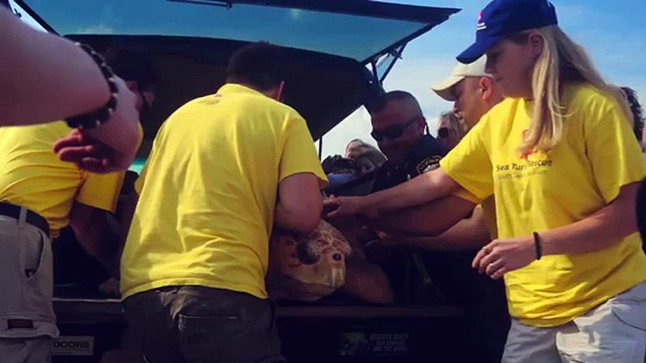 Unprecedented Sea Turtle Release .m4v