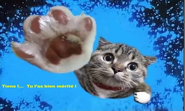 remerciements pour mes voeux d'anniversaire