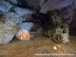Altolamprologus calvus - Tanganyika Collection