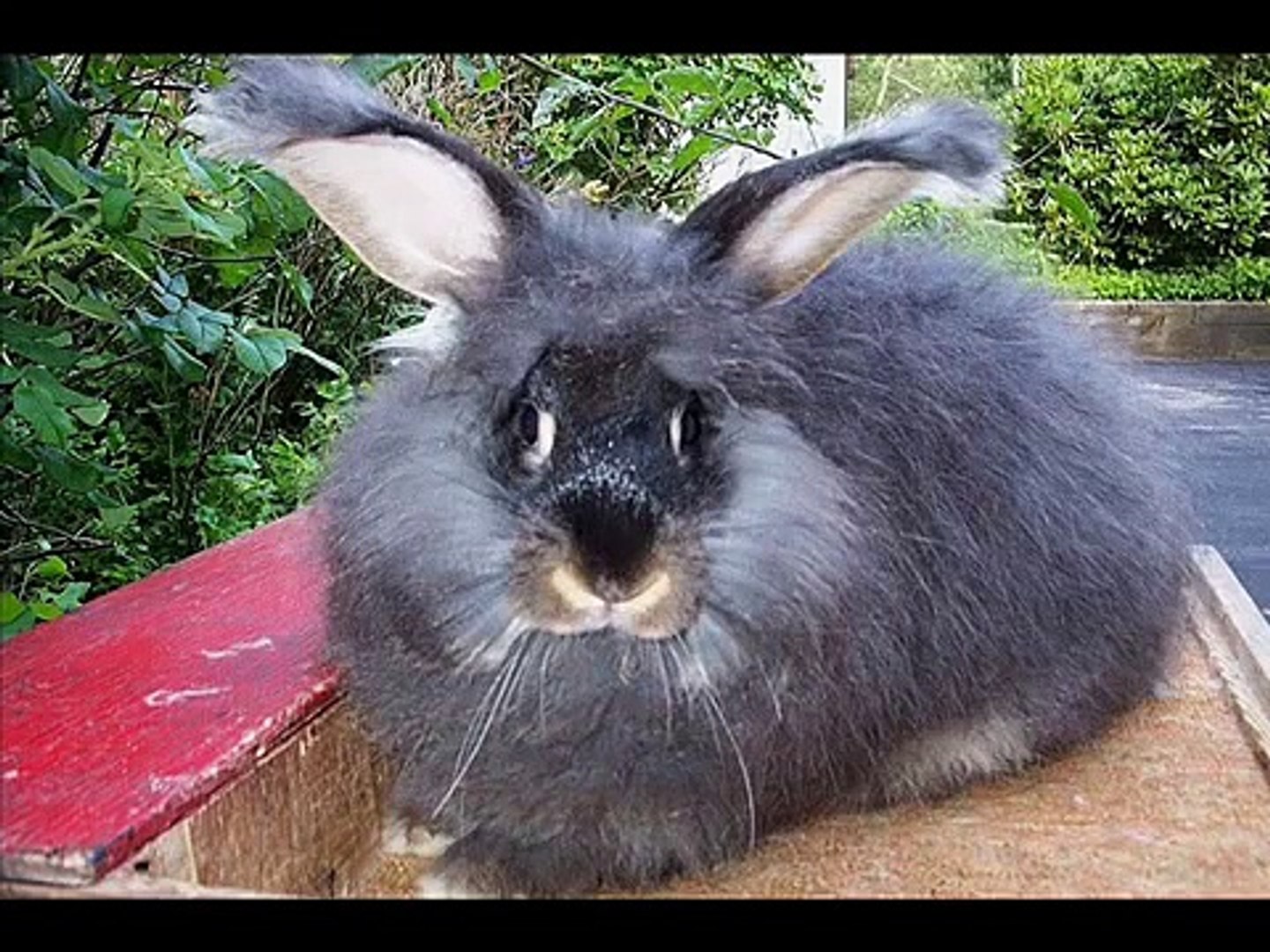 ⁣Giant Angora Rabbits