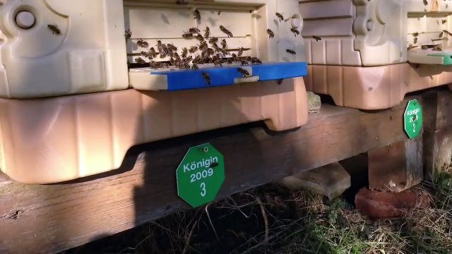 Arıcılık Mehmet Yüksel - Yeni Sezon - Ocak 2015