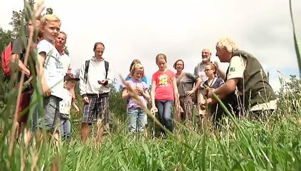 Bijzondere excursie naar de Koniks in Lauwersmeergebied - RTV Noord