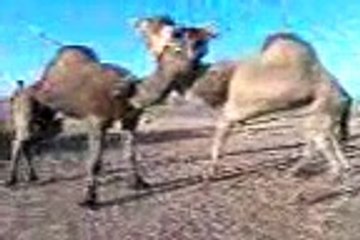 الابل ليبيا