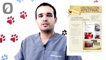 Tratamientos naturales en medicina veterinaria