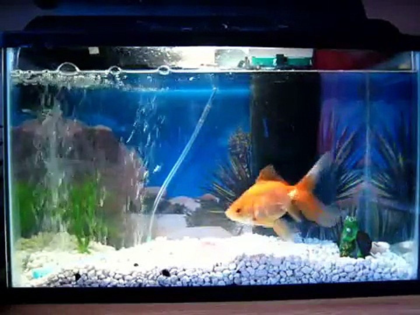 10 gallon tank for goldfish