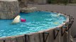 Lara the polar bear plays with her female cub in the water(1), at Sapporo Maruyama Zoo, Japan