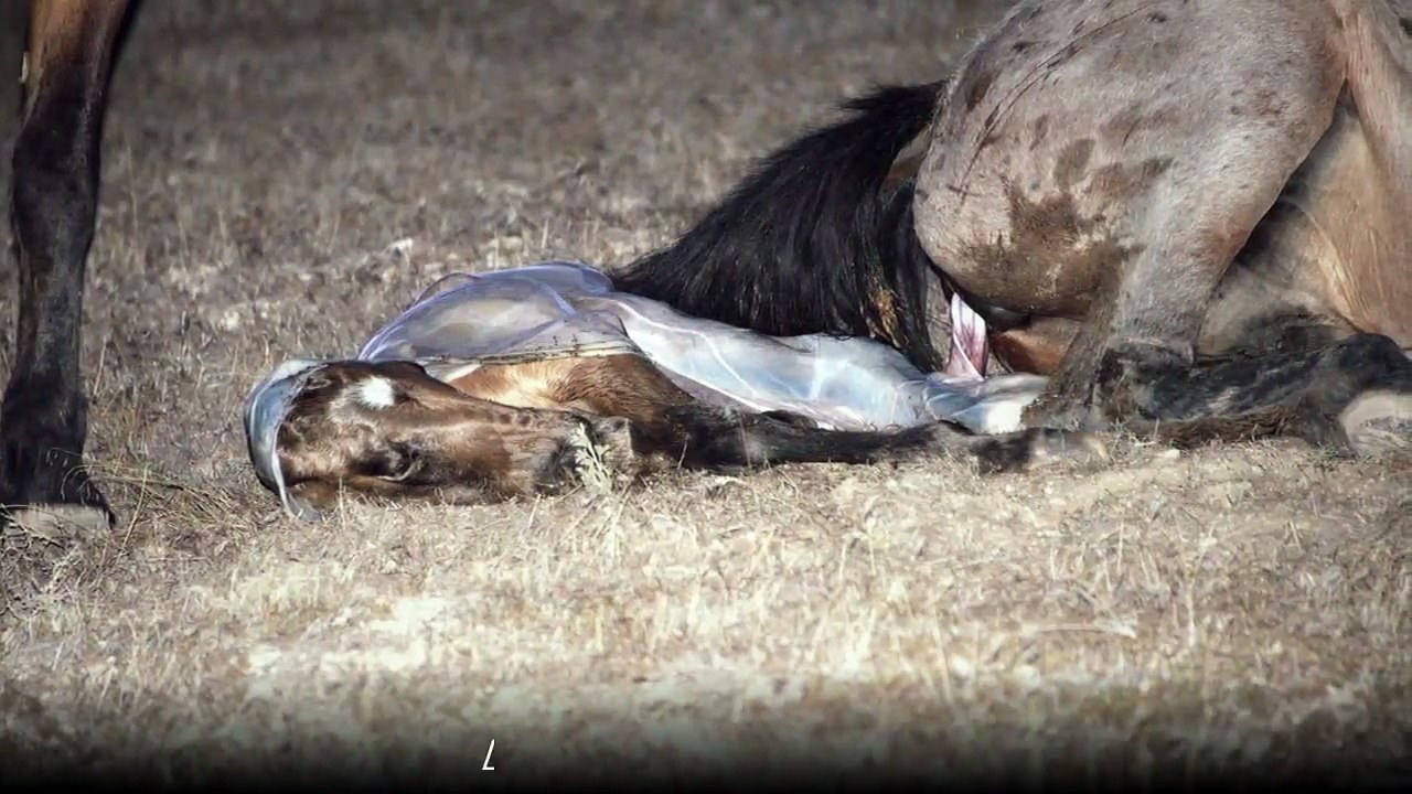 Wild Mustang Horse Birth In Utah Desert *GRAPHIC* Slide Show