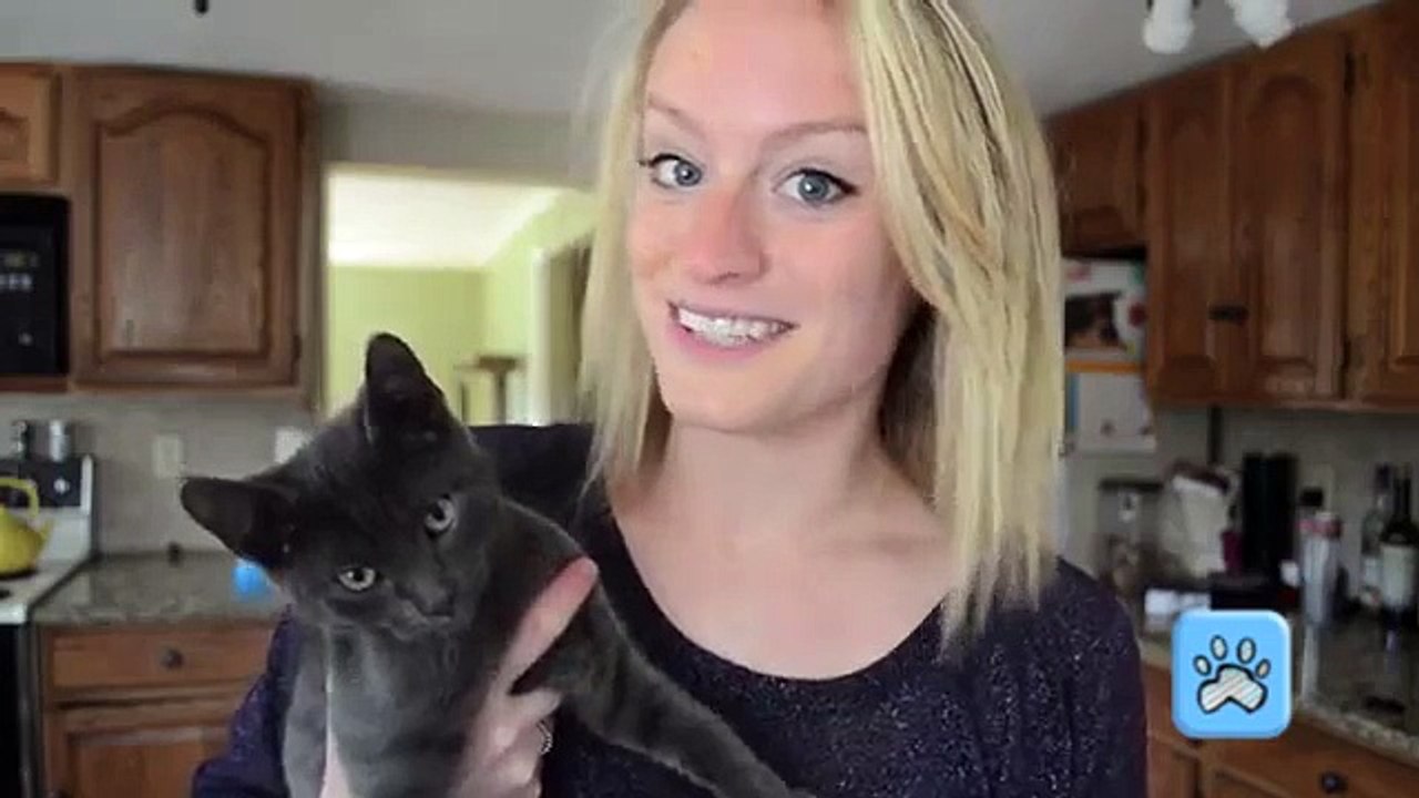 DIY Catsicles - Popsicles for Your Cats!