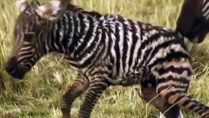 Animals´s Cemetery River- Lions & Crocodiles Attacks -- World Animal Movies Full HD 2015