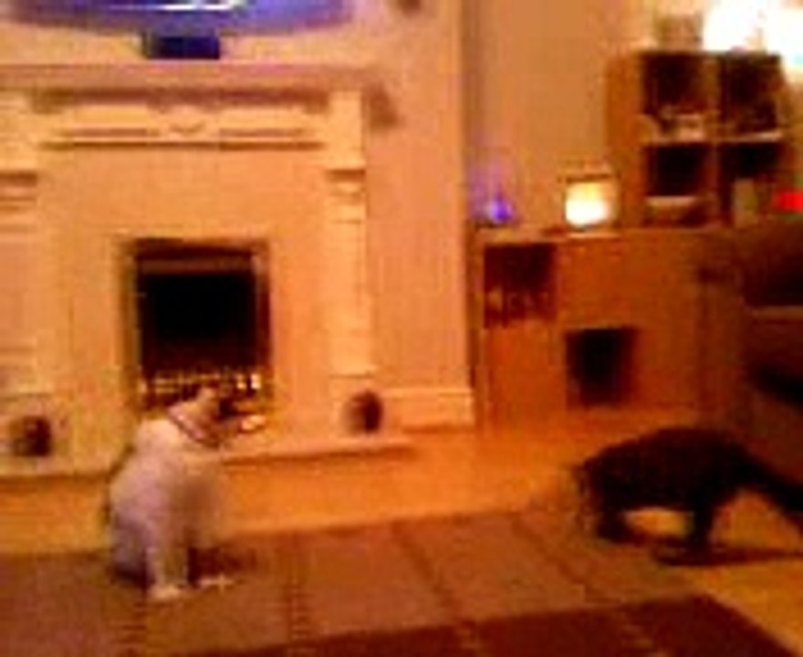 PUSSY PLAY
