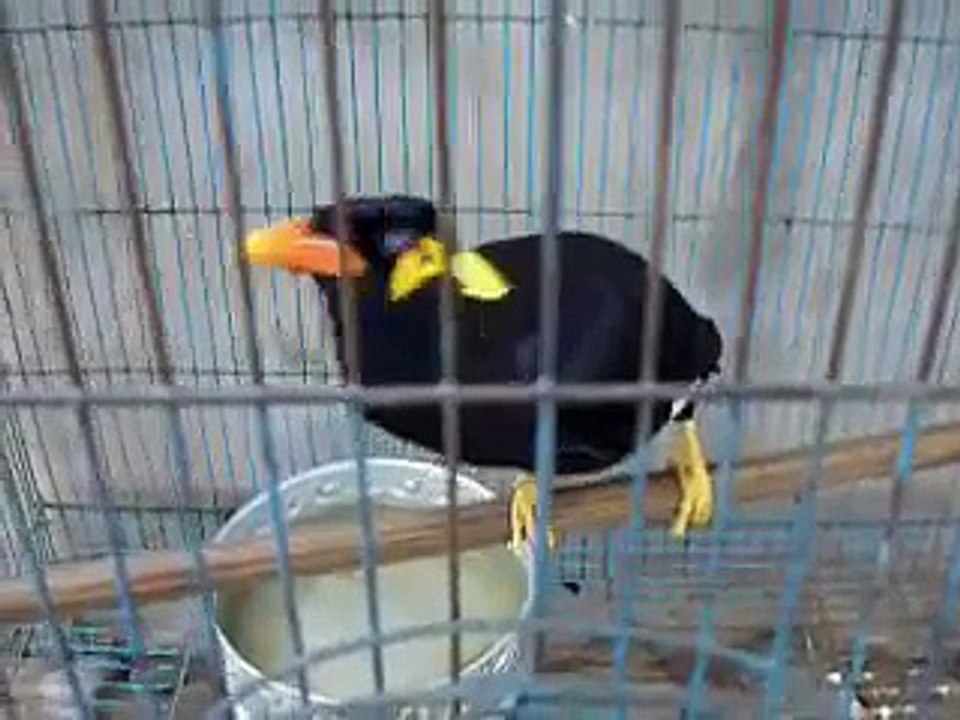 Talking Bird - Thailand Hill Mynah