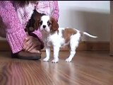 Lady King Charles Spaniel Puppy 10 Weeks old