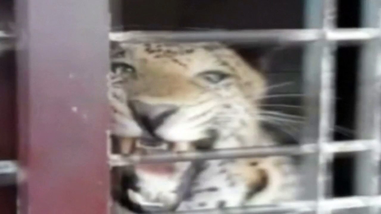 Leopard enters a school in India and injures on...