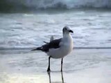 Seagull with Ocean Waves
