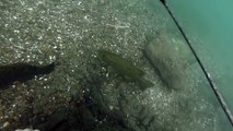 Partie de pêche sous-marine au tuba dans un banc de black bass - rivière niagara