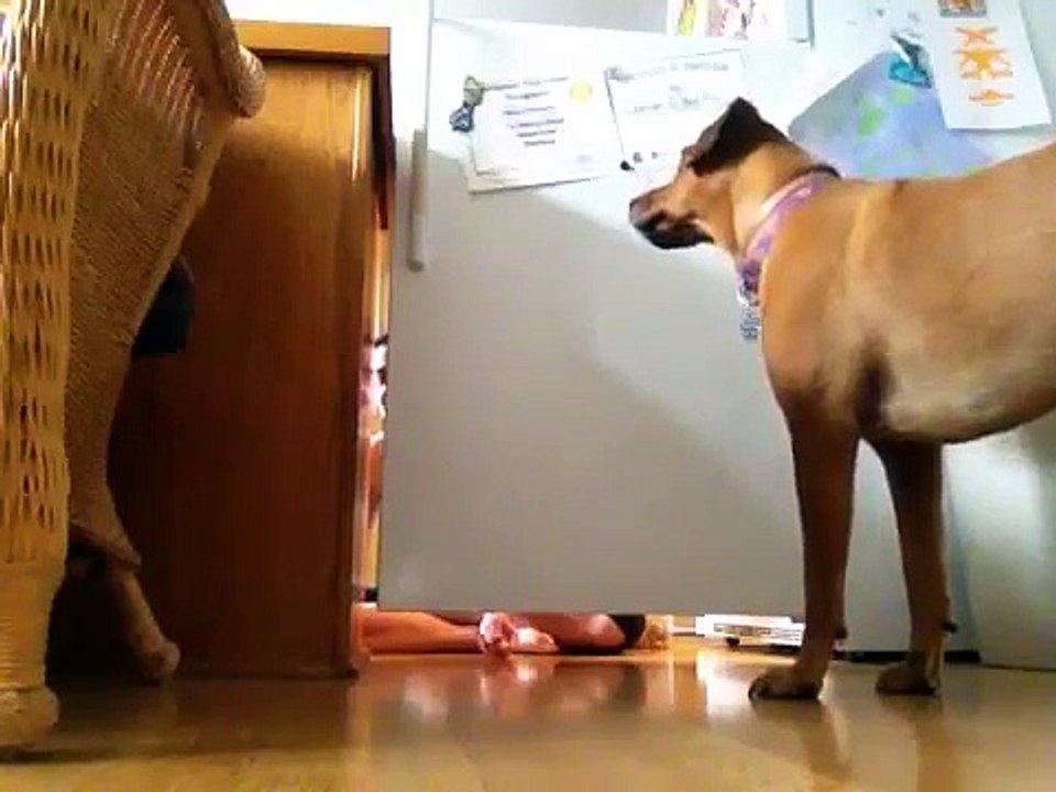 Getting My Dog to Eat Snacks Out of My Feet