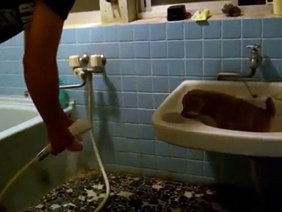 柴犬もも(赤ちゃん時代)初めてのお風呂　Shiba inu Puppie First Bath