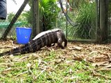 Australian Crocodiles - Around Australia