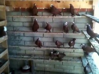 Iraqi pigeons for sale in san diego call me for more info @ (858) 699-8171