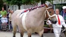 Belgian horse