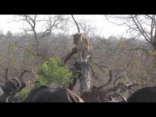 LIONS DEFEATED BY BUFFALO!