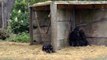 Western Lowland Gorillas: Salome and Kukena, Bristol Zoo (17th November 2013)