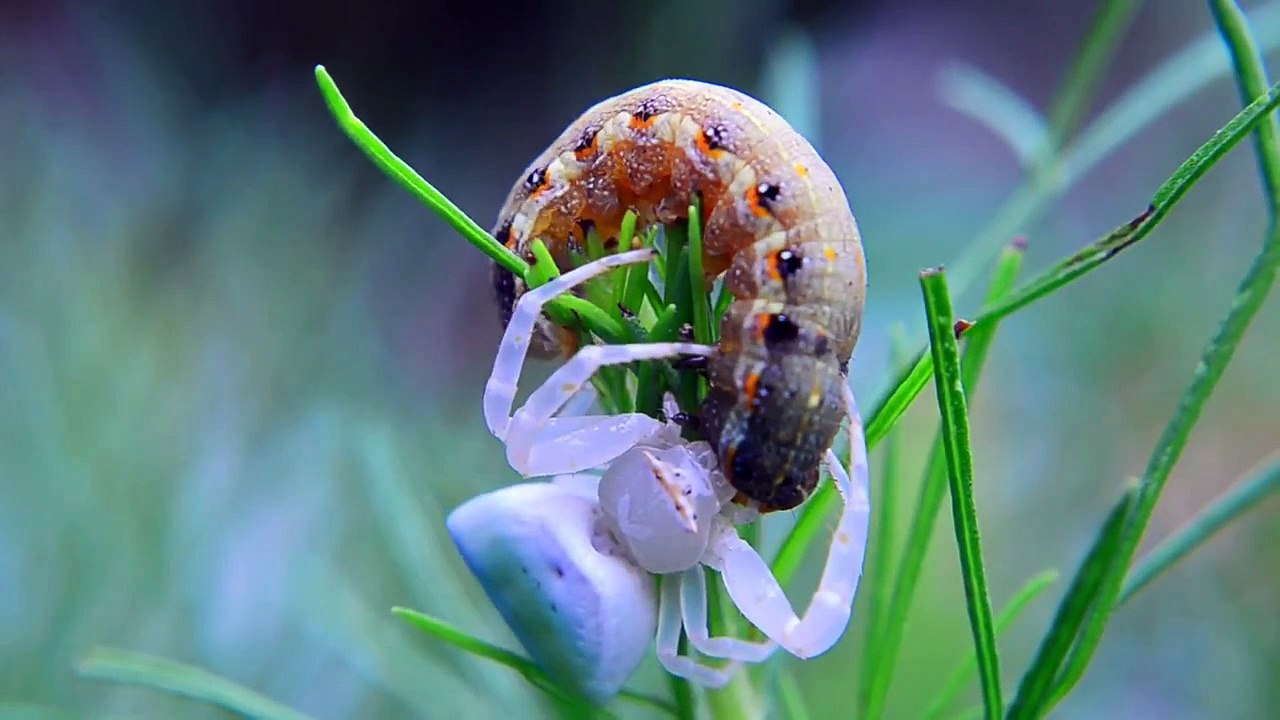 Insects Macro video HD 1080P